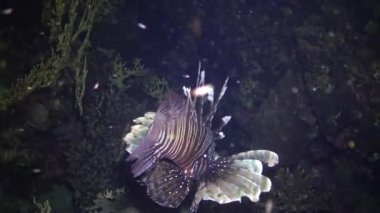 Sıradan aslan balığı (Pterois volitans), bir mercan resifinin üzerinde avlanır ve yüzer. Kızıl Deniz, Mısır