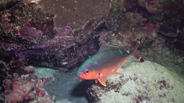 Kızıl Deniz Balığı Gece Videosu Tropikal Balıklar Geceleri Resifteki Mercanların — Stok video
