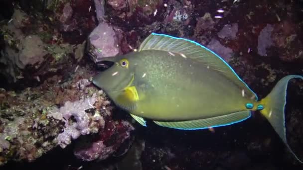 Schot Neus Unicomfish Naso Unicornis Vissen Nachts Langzaam Zwemt Het — Stockvideo