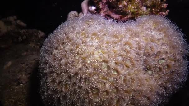 Rafa Koralowa Morzu Czerwonym Koralowiec Favites Marsa Alam Abu Dabab — Wideo stockowe
