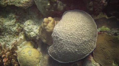 Mercan resifi, farklı türde mercan ve tropikal balıklar. Kızıl Deniz 'in Doğası.