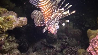 Sıradan aslan balığı (Pterois volitans), bir mercan resifinin üzerinde avlanır ve yüzer. Kızıl Deniz, Mısır