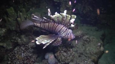 Sıradan aslan balığı (Pterois volitans), bir mercan resifinin üzerinde avlanır ve yüzer. Kızıl Deniz, Mısır