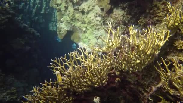 Arrecife Coral Diferentes Tipos Coral Peces Tropicales Naturaleza Del Mar — Vídeos de Stock