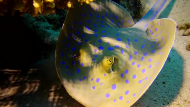 紅海の魚 Taeniura Lymma エジプトのマルサ アラム Marsa Alam 紅海のサンゴ礁のサンゴの間に砂やフロートの上にブルースポットリボン線があります — ストック動画
