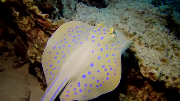 Fische Aus Dem Roten Meer Taeniura Lymma Blaugepunkteter Spitzschwanzrochen Liegt — Stockvideo