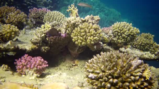 Livkorallrev Statisk Video Korallrev Röda Havet Abu Dub Vackert Undervattenslandskap — Stockvideo