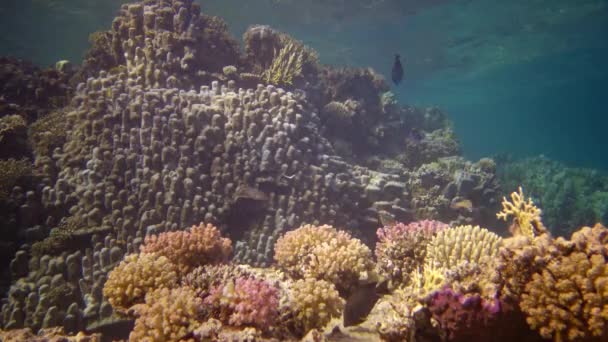 Récif Corallien Vie Vidéo Statique Récif Corallien Dans Mer Rouge — Video