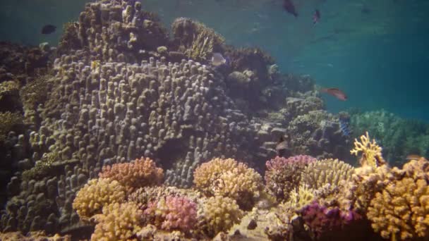 生物珊瑚礁 静态录像 红海的珊瑚礁 美丽的水下景观与热带鱼和珊瑚 — 图库视频影像