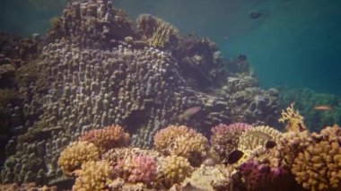 Hayat mercan kayalıkları. Statik video, Kızıl Deniz 'deki mercan resifi, Abu Dub. Tropikal balık ve mercanlarla dolu güzel sualtı manzarası. Mısır