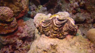 Mollusc, Bivalve (Tridacna Maxima) bivalf yumuşakçaları, Kızıldeniz 'deki mercanlar arasında yetişen, Marsa Alam, Mısır