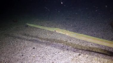 Kızıl Deniz Balığı. Gece videosu, tropikal balık kornetbalığı (Fistularia ticari sonii) geceleri resifteki mercan yakınında uyur. Kızıl Deniz, Marsa Alam, Mısır