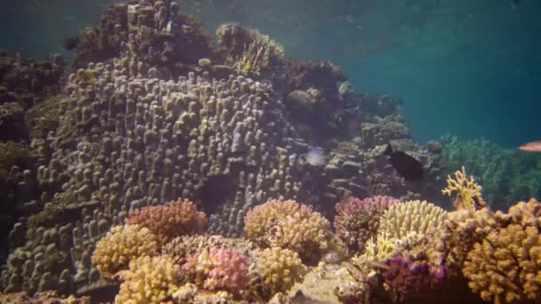 生命のサンゴ礁 静的なビデオ 紅海のサンゴ礁 熱帯魚やサンゴと美しい水中風景 エジプト — ストック動画