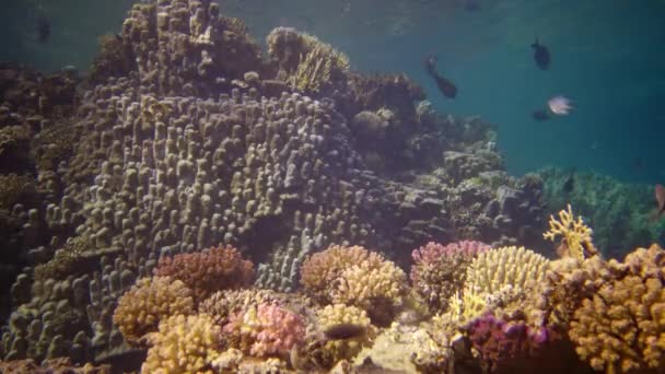 Vida Arrecife Coral Vídeo Estático Arrecife Coral Mar Rojo Abu — Vídeo de stock