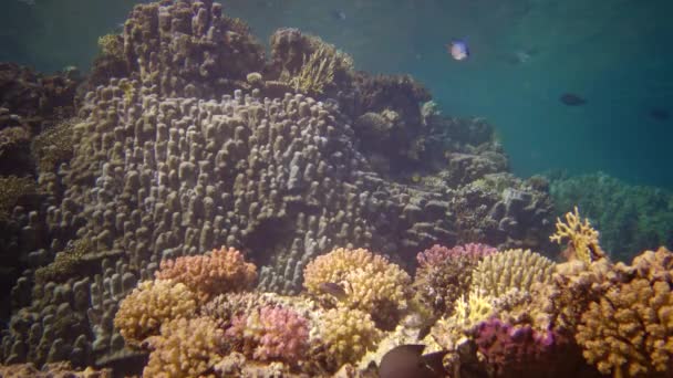 Levenskoraalrif Statische Video Koraalrif Rode Zee Abu Dub Prachtig Onderwaterlandschap — Stockvideo