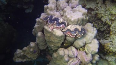 Mollusc, Bivalve (Tridacna Maxima) bivalf yumuşakçaları, Kızıldeniz 'deki mercanlar arasında yetişen, Marsa Alam, Mısır