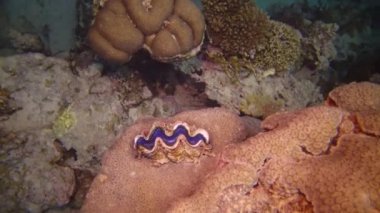 Mollusc, Bivalve (Tridacna Maxima) bivalf yumuşakçaları, Kızıldeniz 'deki mercanlar arasında yetişen, Marsa Alam, Mısır