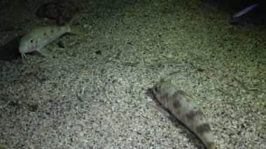 Keçi balığı (Mulloides sp.) Kızıl Deniz Balığı.