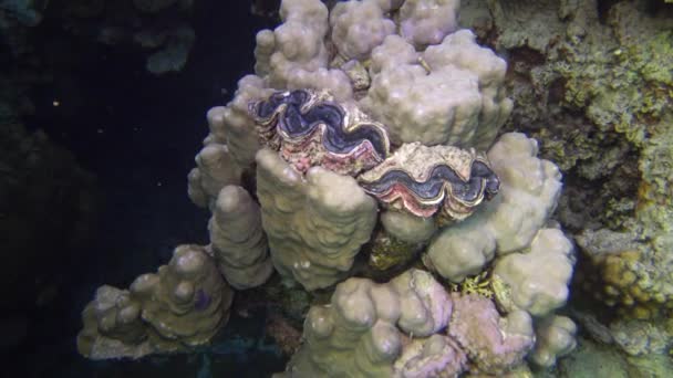 Mollusco Mollusco Bivalvo Tridacna Maxima Coltivato Tra Coralli Della Barriera — Video Stock
