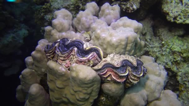 Molusco Molusco Bivalve Tridacna Maxima Bivalve Cultivado Entre Corais Recife — Vídeo de Stock