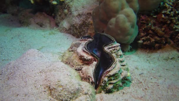 연체동물 Bivalve Tridacna Maxima 이매패강 이집트의 홍해에 산호초에서 자라는 산호들 — 비디오