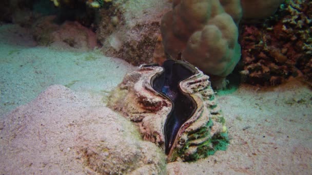 Mollusc Bivalve Tridacna Maxima Bivalve Mollusk Grown Corals Reef Red — Stock Video