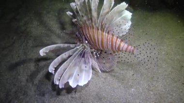 Balıklar gece avlanır. Sıradan aslan balığı (Pterois volitans), bir mercan resifinin üzerinde avlanır ve yüzer. Kızıl Deniz, Mısır