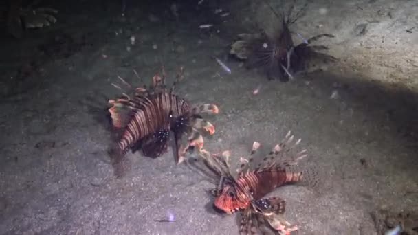 Balıklar Gece Avlanır Sıradan Aslan Balığı Pterois Volitans Bir Mercan — Stok video