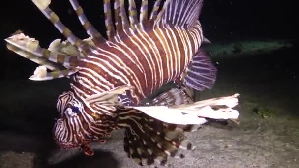 Vissen Jagen Nachts Gewone Leeuwenvis Pterois Volitans Vissen Jagen Zwemmen — Stockvideo