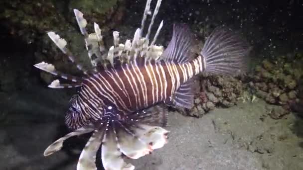 晚上捕鱼 常见的狮子鱼 Pterois Volitans 捕猎和游过珊瑚礁 — 图库视频影像