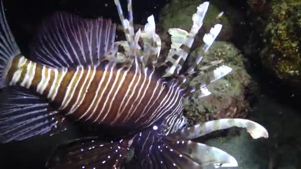 晚上捕鱼 常见的狮子鱼 Pterois Volitans 捕猎和游过珊瑚礁 — 图库视频影像