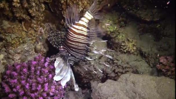 Peixes Caçam Noite Lionfish Comum Pterois Volitans Caça Peixes Nadar — Vídeo de Stock