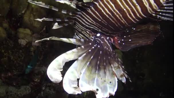 晚上捕鱼 常见的狮子鱼 Pterois Volitans 捕猎和游过珊瑚礁 — 图库视频影像