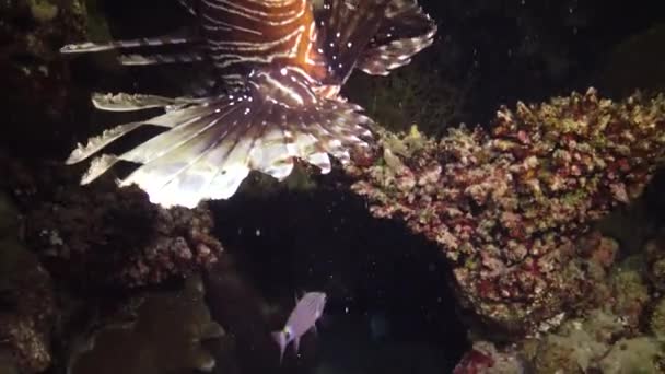 Peixes Caçam Noite Lionfish Comum Pterois Volitans Caça Peixes Nadar — Vídeo de Stock