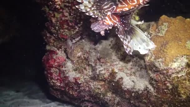 Peixes Caçam Noite Lionfish Comum Pterois Volitans Caça Peixes Nadar — Vídeo de Stock