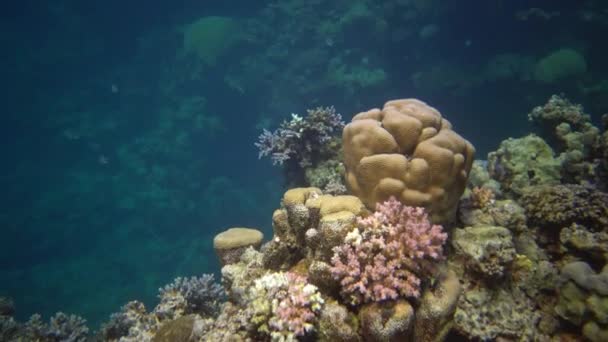 Ryby Korály Rudého Moře Korálový Útes Rudém Moři Abu Dube — Stock video