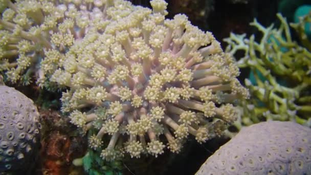 Poissons Coraux Mer Rouge Récif Corallien Dans Mer Rouge Abu — Video