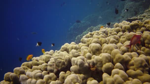 Recifes Coral Mar Vermelho Abu Dub Vídeo Estático Bela Paisagem — Vídeo de Stock