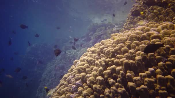 Récif Corallien Dans Mer Rouge Abu Dub Vidéo Statique Beau — Video