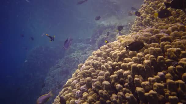 Arrecife Coral Mar Rojo Abu Dub Vídeo Estático Hermoso Paisaje — Vídeos de Stock