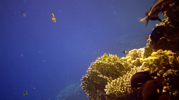 Reciful Corali Din Marea Roşie Abu Dub Videoclip Static Peisaj — Videoclip de stoc
