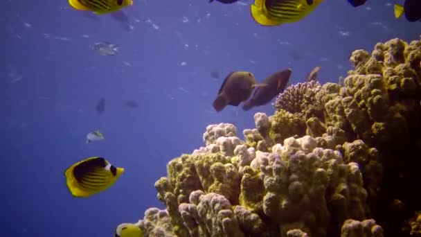 Rafa Koralowa Morzu Czerwonym Abu Dub Statyczne Wideo Piękny Podwodny — Wideo stockowe