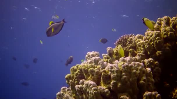 Arrecife Coral Mar Rojo Abu Dub Vídeo Estático Hermoso Paisaje — Vídeo de stock