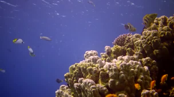 紅海のサンゴ礁 アブデュブ 静的なビデオ 熱帯魚やサンゴと美しい水中風景 生命のサンゴ礁 エジプト — ストック動画