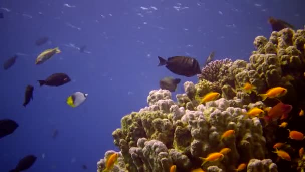 Arrecife Coral Mar Rojo Abu Dub Vídeo Estático Hermoso Paisaje — Vídeos de Stock