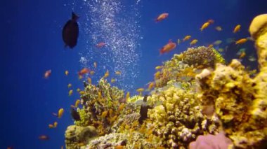 Kızıl Deniz 'deki oral resif, Abu Dub. Tropikal balık ve mercanlarla dolu güzel sualtı manzarası. Hayat mercan kayalıkları. Mısır