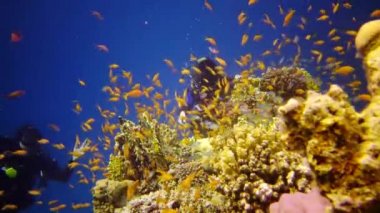 Kızıl Deniz 'deki oral resif, Abu Dub. Tropikal balık ve mercanlarla dolu güzel sualtı manzarası. Hayat mercan kayalıkları. Mısır