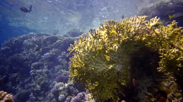 紅海のサンゴ礁 アブデュブ 静的なビデオ 熱帯魚やサンゴと美しい水中風景 生命のサンゴ礁 エジプト — ストック動画