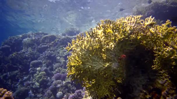 Korallzátony Vörös Tengeren Abu Dub Statikus Videó Gyönyörű Víz Alatti — Stock videók