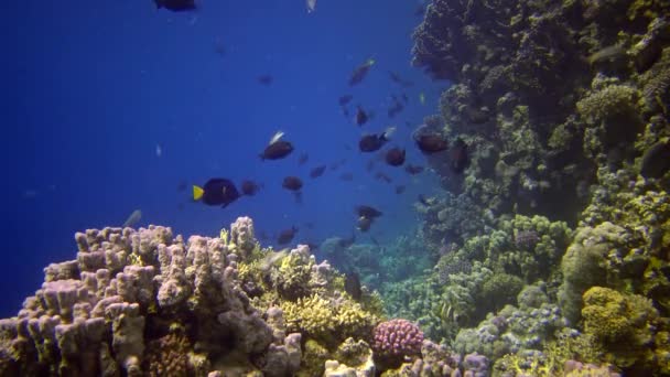 紅海のサンゴ礁 アブデュブ 静的なビデオ 熱帯魚やサンゴと美しい水中風景 生命のサンゴ礁 エジプト — ストック動画